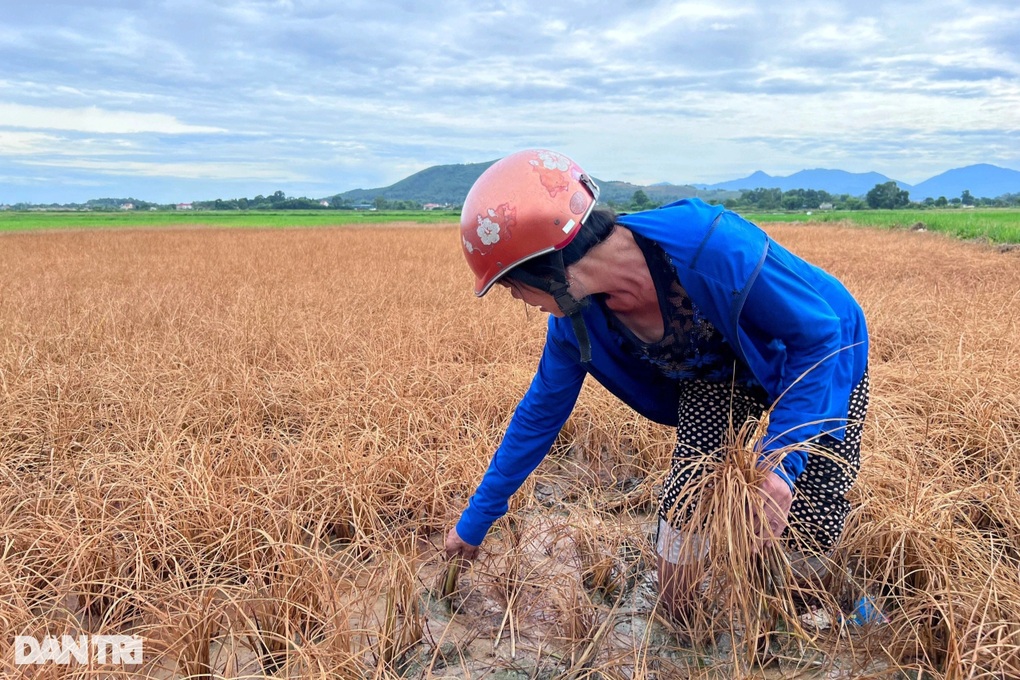 Hơn 1,5ha lúa ở Hà Tĩnh chết khô do sự cố rò rỉ dầu của doanh nghiệp - 1 Hơn 1,5ha lúa ở Hà Tĩnh chết khô do sự cố rò rỉ dầu của doanh nghiệp - 1