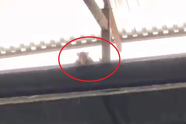 Khỉ hoang tấn công nhiều người ở Vĩnh Long