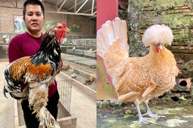 Quà Tết độc lạ: Gà sư tử, khổng lồ đi máy bay, tàu hỏa giá chục triệu đồng