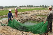 Ồ ạt đào đất ruộng nuôi cá lóc giống vì lãi khủng