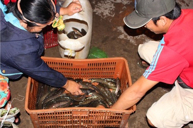 Lũ nhỏ, "đỏ mắt" lùng cá đồng