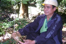 Vụ mất trộm 500 gốc sâm Ngọc Linh: Bắt thêm 2 nghi can