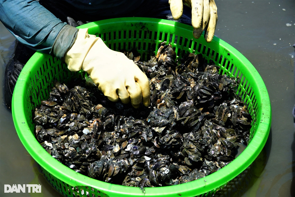 Săn thức ăn cho tôm hùm, kiếm tiền triệu mỗi ngày - 11 Săn thức ăn cho tôm hùm, kiếm tiền triệu mỗi ngày - 11