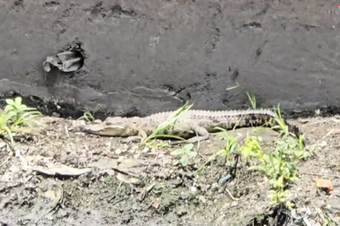 Truy bắt cá sấu xuất hiện dưới kênh Nước Đen ở TPHCM