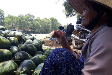 Quảng Ngãi: Dưa hấu chất đống ven đường chờ giải cứu