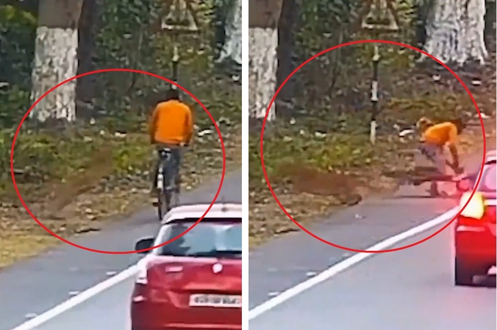 Thế giới động vật: Báo hoa mai bất ngờ lao ra đường tấn công người
