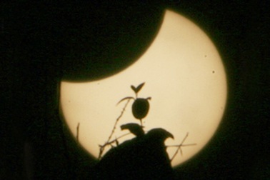 Hình ảnh mặt trời “lẹm” trong buổi sáng đặc biệt 