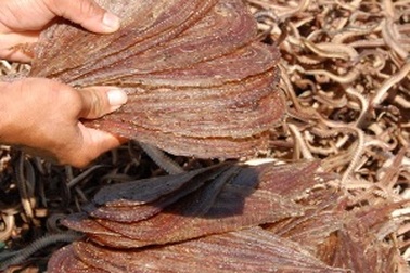 “Đột nhập” lò chế biến khô rắn, trăn “độc” nhất miền Tây