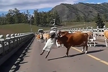 Khoảnh khắc cô gái bị bò húc tung khi tạo dáng chụp ảnh cùng đàn gia súc