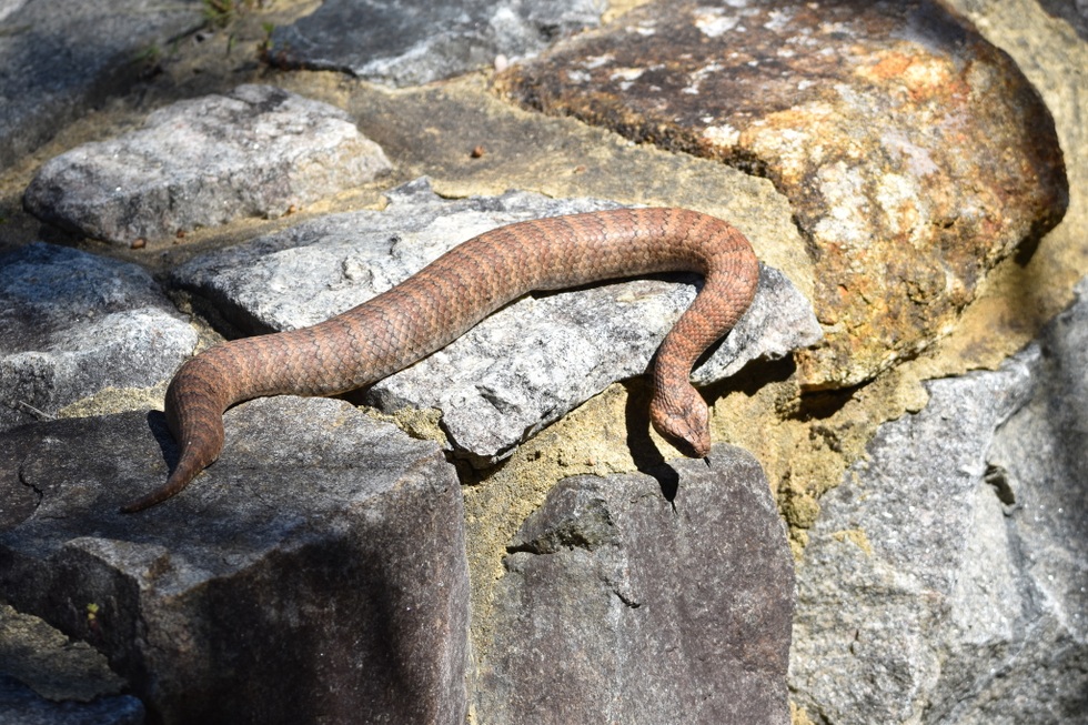 Loài rắn độc mang cái tên chết chóc, sở hữu cú mổ nhanh hơn chớp mắt - 1
