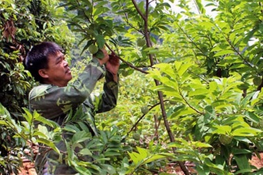 Trồng na lãi ròng mỗi năm nửa tỷ đồng