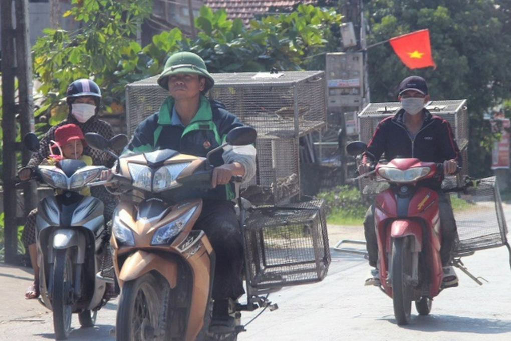 Kiếm tiền triệu mỗi ngày từ loài vật chuyên phá hoại mà diệt không hết - 2 Kiếm tiền triệu mỗi ngày từ loài vật chuyên phá hoại mà diệt không hết - 2
