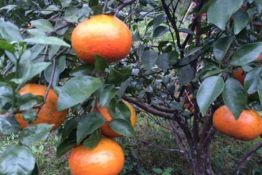 Mê mẩn những vườn cam bù chín mọng phục vụ dịp Tết