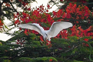 Về Hưng Yên ngắm đảo cò giữa lòng thành phố!