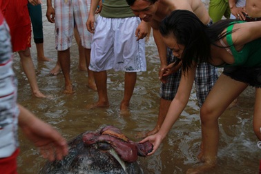 Hàng trăm người xem xác “cụ rùa” 100 kg dạt bờ