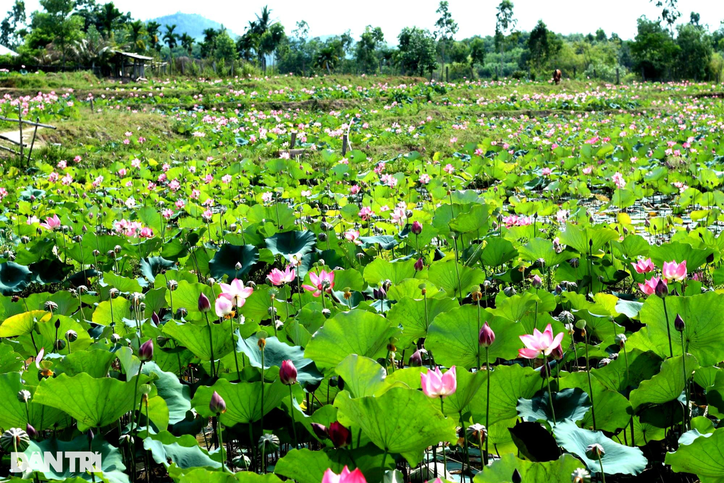 Gieo hạt ngọc trời trên ruộng hoang, nông dân thu lãi cao - 1 Gieo hạt ngọc trời trên ruộng hoang, nông dân thu lãi cao - 1