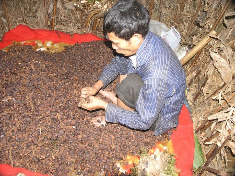 Mùa hái quả Nữ hoàng gia vị.... - 9 Mùa hái quả Nữ hoàng gia vị.... - 9