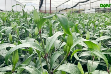 Nông dân Đà Lạt thu hàng trăm triệu đồng từ giống hoa ngoại