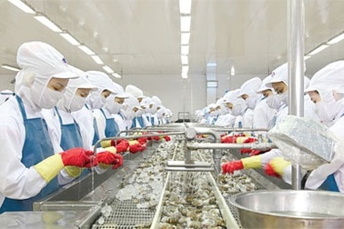 Thủy sản Minh Phú Hậu Giang - Vươn tầm phát triển cùng cải tiến công nghệ