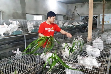 Mỗi năm "bỏ túi" hơn 500 triệu đồng nhờ nuôi thỏ New Zealand