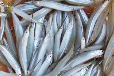 Từ loại cá ít ai ăn, nay rộ tin thu mua tiền triệu