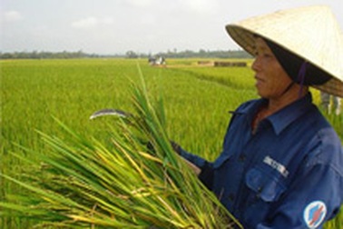 Hàng nghìn hộ dân đối mặt với nguy cơ thiếu đói