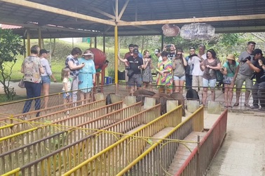 Cười "bể bụng" xem đua heo ở Khánh Hòa