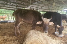 Đàn bò tót gầy trơ xương sẽ được thả ra môi trường bán tự nhiên