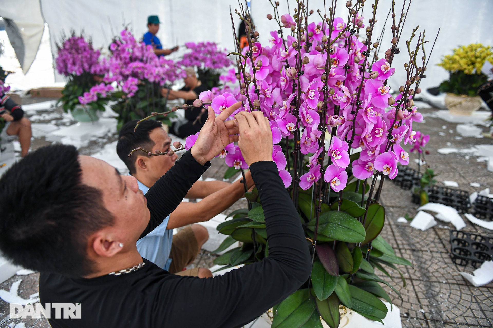 Cắm hoa lan thuê dịp Tết, bỏ túi cả triệu đồng một ngày ở Hà Nội - 4 Cắm hoa lan thuê dịp Tết, bỏ túi cả triệu đồng một ngày ở Hà Nội - 4