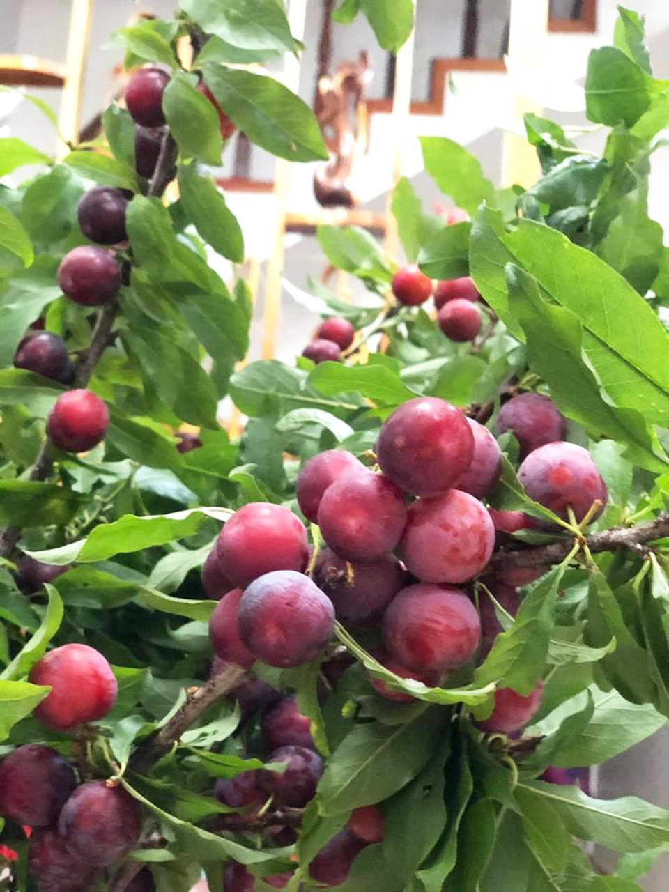 Mận cơm rẻ như cho vẫn ế, mận nguyên cành đắt giá cháy hàng - 1 Mận cơm rẻ như cho vẫn ế, mận nguyên cành đắt giá cháy hàng - 1
