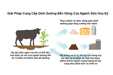 Bơ sữa Hoa Kỳ: Các biện pháp sáng tạo bảo vệ môi trường