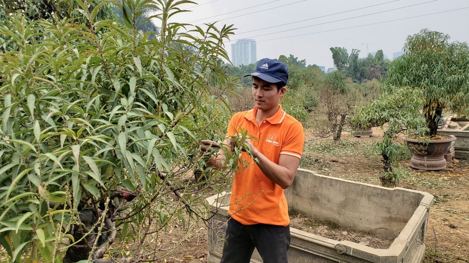 Người làm nghề trồng đào Nhật Tân lo cho vụ mùa dịp Tết Nguyên đán - 4 Người làm nghề trồng đào Nhật Tân lo cho vụ mùa dịp Tết Nguyên đán - 4