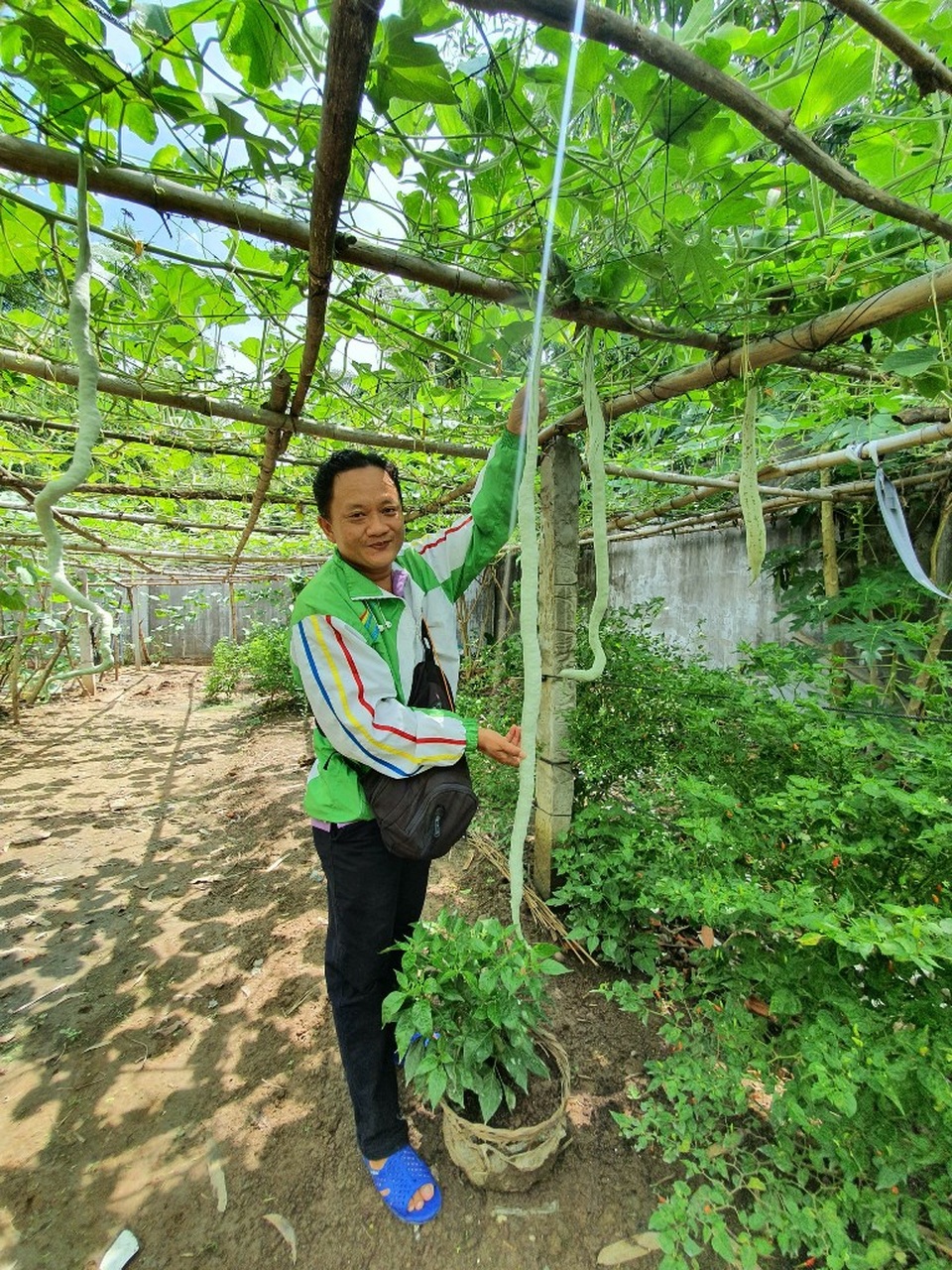 “Vua bầu khổng lồ” miền Tây sở hữu giàn mướp có trái dài đến 2m - 5 “Vua bầu khổng lồ” miền Tây sở hữu giàn mướp có trái dài đến 2m - 5