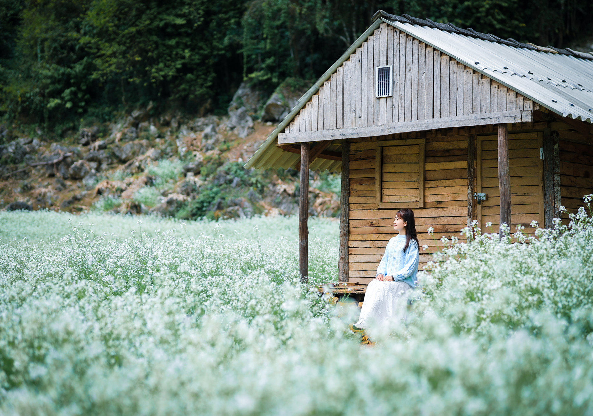 White mustard flowers are vast in Moc Chau, tourists from everywhere flock to take photos - 1