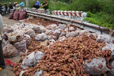 Ách tắc giao thông vì xe tải “đổ” khoai lang tràn đường