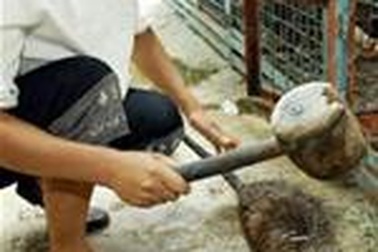 Giặc chuột tấn công Trung Quốc