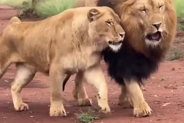 Cặp đôi sư tử thể hiện tình cảm với nhau