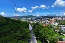 Đà Lạt đề xuất chặt hạ 108 cây thông ba lá để làm đường