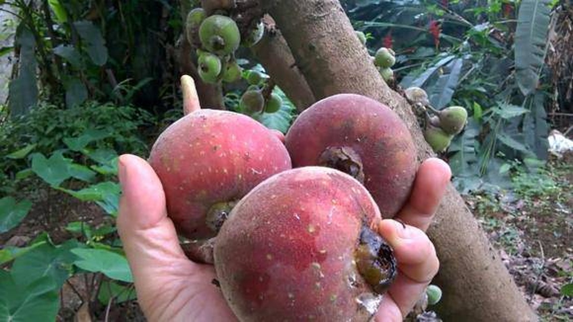 Cây thần cả xóm ăn không hết, nhưng ai cũng ngã ngửa khi biết sự thật - 4 Cây thần cả xóm ăn không hết, nhưng ai cũng ngã ngửa khi biết sự thật - 4