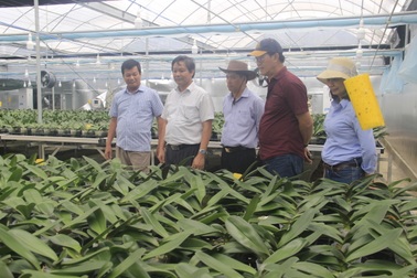 Lan hồ điệp được trồng thành công trên đỉnh núi hơn 1.000 m bằng công nghệ cao