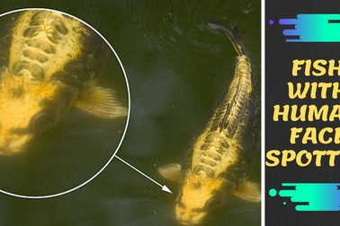 Phát hiện con cá có khuôn mặt người