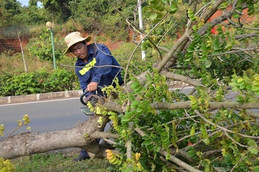Chặt bỏ 1.700 cây độc trên quốc lộ