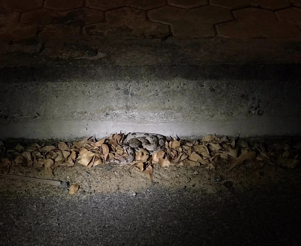 Loài rắn độc nguy hiểm thường gặp tại Việt Nam, được ví như mìn sống - 3