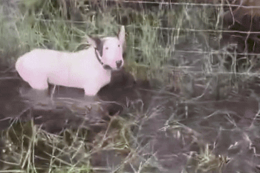 Chú chó bị chủ bỏ rơi, trói vào hàng rào trước khi siêu bão Milton ập đến