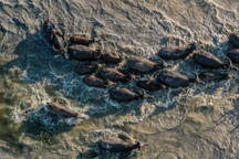 Đi tìm mùa len trâu ở cánh đồng nước nổi miền Tây