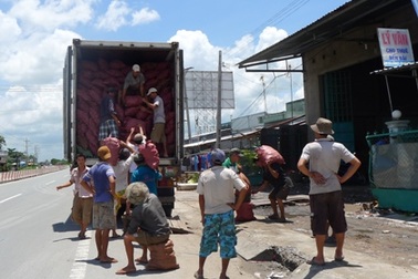 Giá gấp 20 lần, nông dân không có khoai để bán