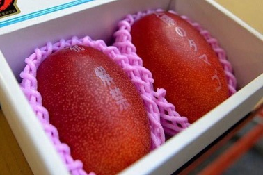 "Trứng mặt trời" đỏ rực, đặc sản Nhật mua 2 quả hết nhẵn tháng lương