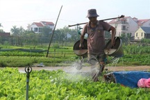 Làng rau Trà Quế được đưa vào danh mục Di sản văn hóa phi vật thể quốc gia