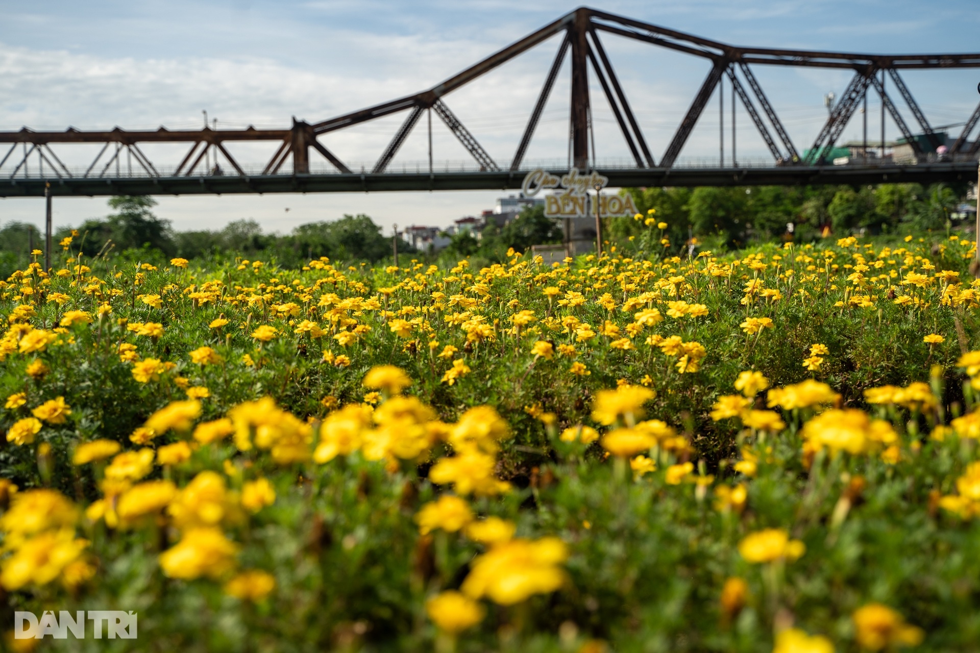 យុវជនសម្រុកថតរូបនៅវាលស្មៅពណ៌ផ្កាឈូកនៅជើងស្ពាន Long Bien - ១០ Giới trẻ đổ xô về chụp ảnh tại bãi cỏ hồng dưới chân cầu Long Biên - 10