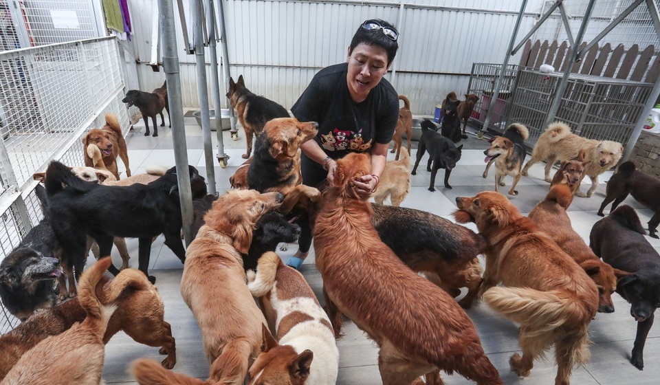 Bà cụ 60 tuổi bán 2 căn nhà, vay ngân hàng để cứu... chó hoang - 1 Bà cụ 60 tuổi bán 2 căn nhà, vay ngân hàng để cứu... chó hoang - 1